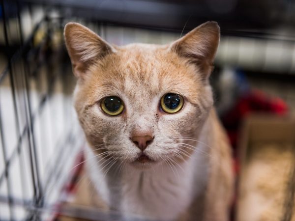 cat adoption