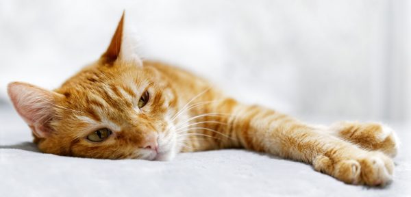 cat anemia symptoms - signs of anemia in cats