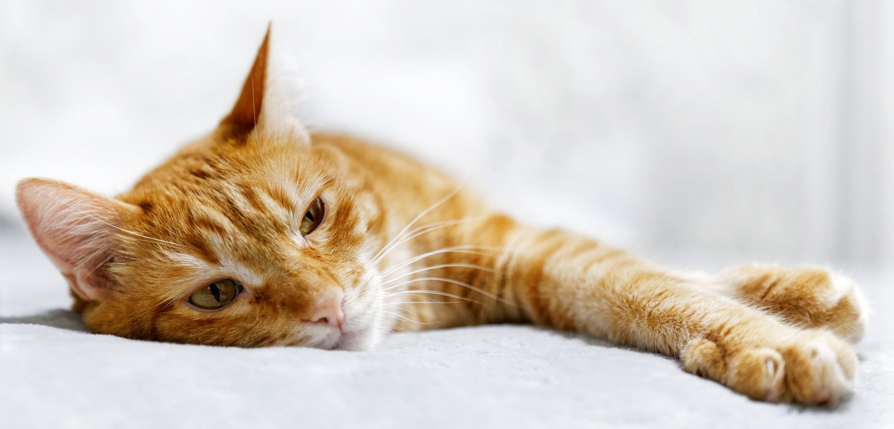 Anemia In Cats and Kittens Symptoms, Causes, Diagnosis and Treatment