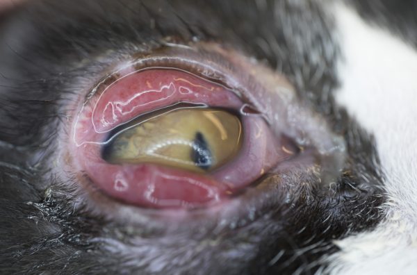 cat conjunctivitis - pictures of cats with conjunctivitis