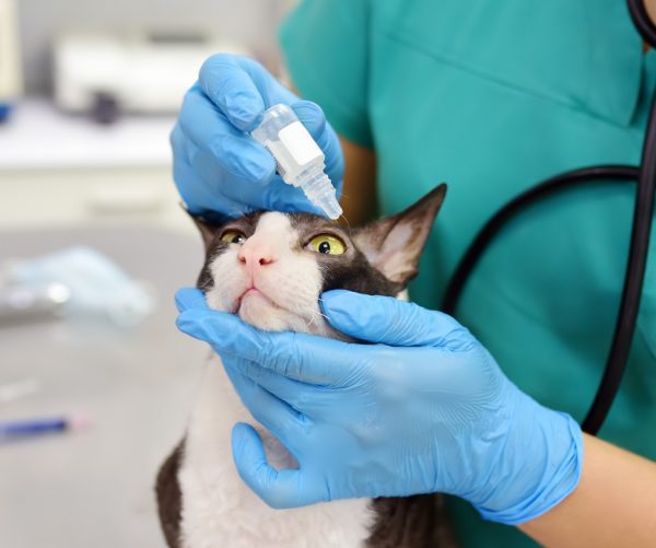 cat conjunctivitis treatment - how to treat conjunctivitis in cats