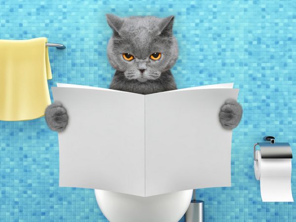 cat constipation - what to give a constipated cat