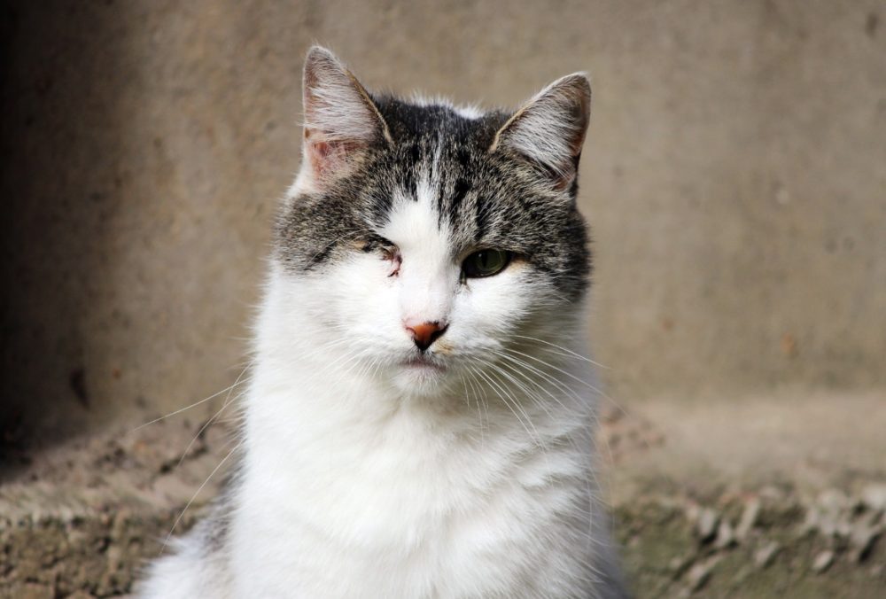 This Hidden Cat Herpes Secret Will Change Everything You Think You Know