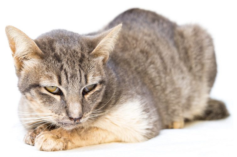 cat herpes - feline viral rhinotracheitis