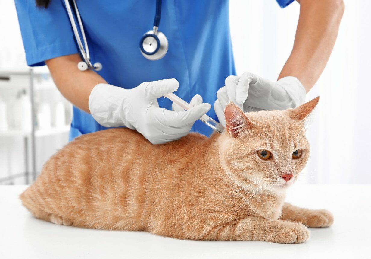 IBD in Cats Symptoms, Types, Causes, Diagnosis, Treatment, Prognosis