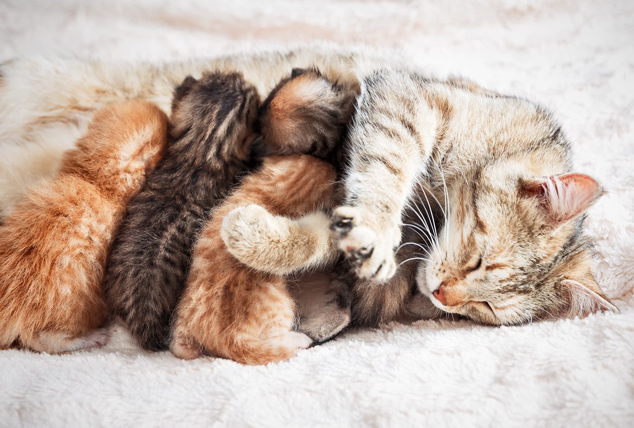 Cat Pregnancy: Length, Stages, Symptoms, Risks & Caring For Newborns