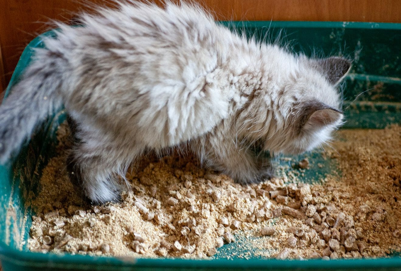 Megacolon in Cats Causes, Description, Symptoms, Treatment, Prognosis