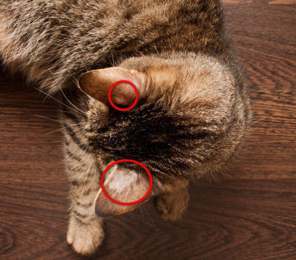 cat ringworm - how to treat ringworm in cats