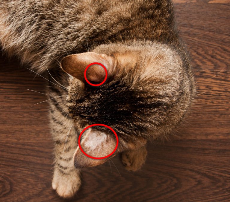 ringworm-in-cats-symptoms-diagnosis-transmission-and-treatment