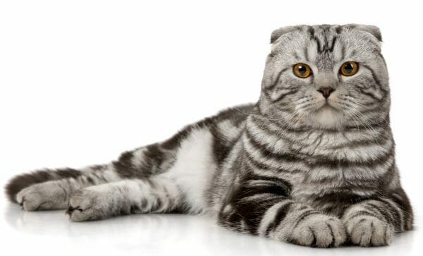 cat scottish fold - scottish fold tabby cat