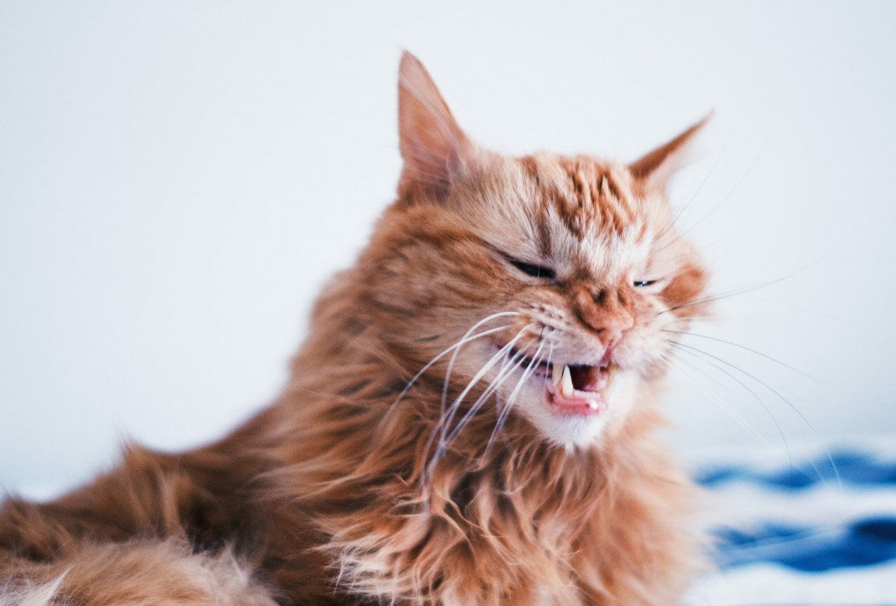 Cat Sneezing Causes, Allergies, Irritants, When To Get Help & Treatment