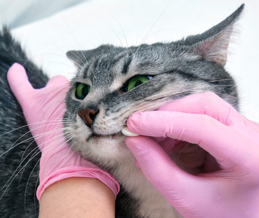 Upper Respiratory Infection in Cats Causes, Signs, Diagnosis & Treatment