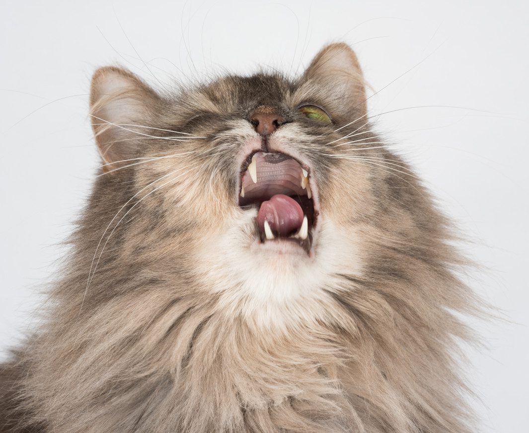 Upper Respiratory Infection in Cats Causes, Signs, Diagnosis & Treatment