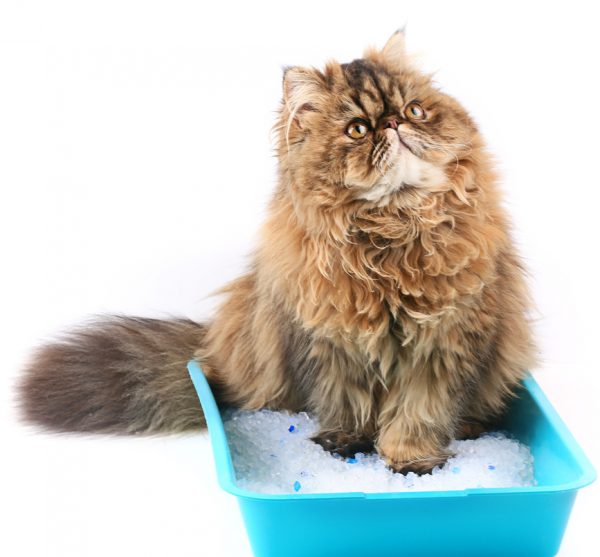 cat urinary tract infection - feline uti treatment - FLUTD