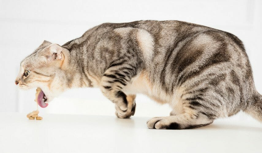 cat vomit color chart - cat vomiting
