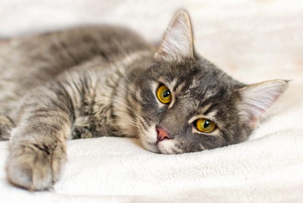 causes of anemia in cats - toxins that causes anemia in cats