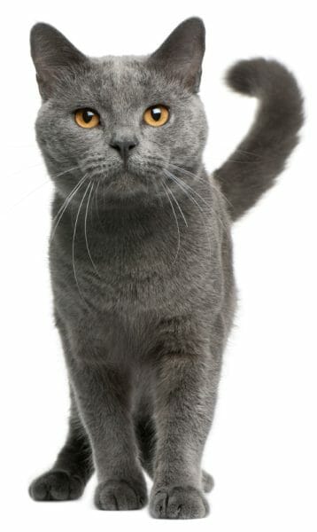 chartreux cat - chartreux kittens