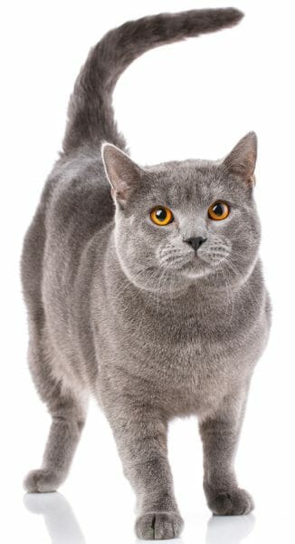chartreux cats - chartreux color