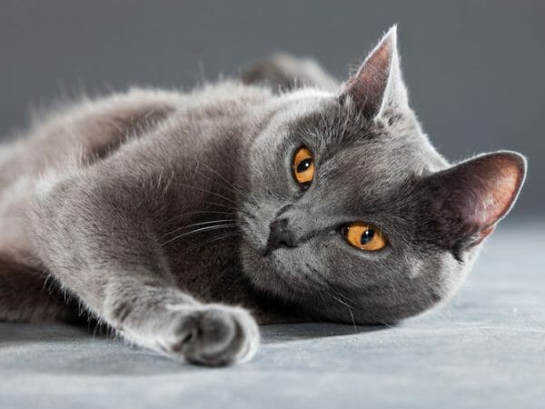 chartreux - chartreux cat breed