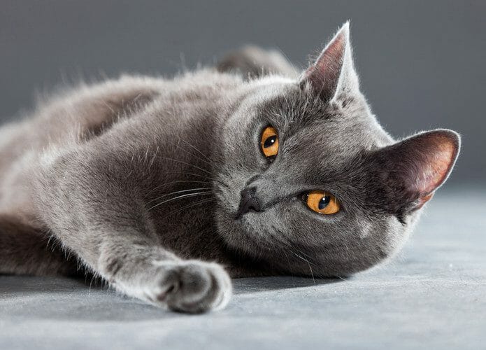 chartreux - chartreux cat breed