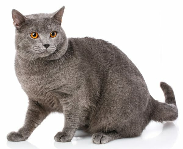 chartreux kitten - chartreux pronunciation