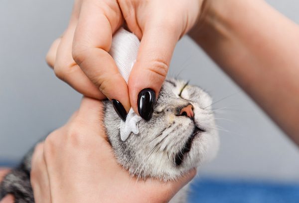 Kitten conjunctivitis home clearance treatment