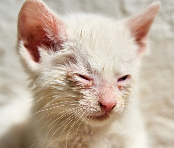 conjunctivitis in cats - cat conjunctivitis