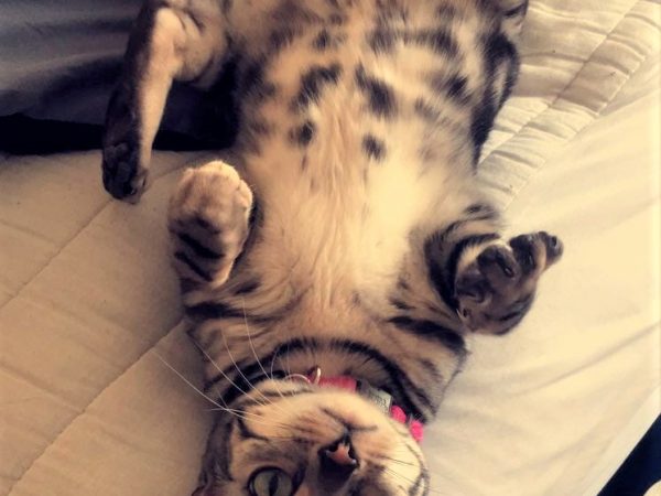 cute cat photo contest winner bengal simone aug 2021