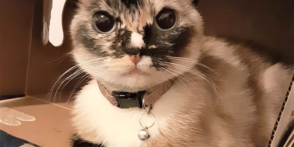 cute cat photo contest winner calico gato nov 2021