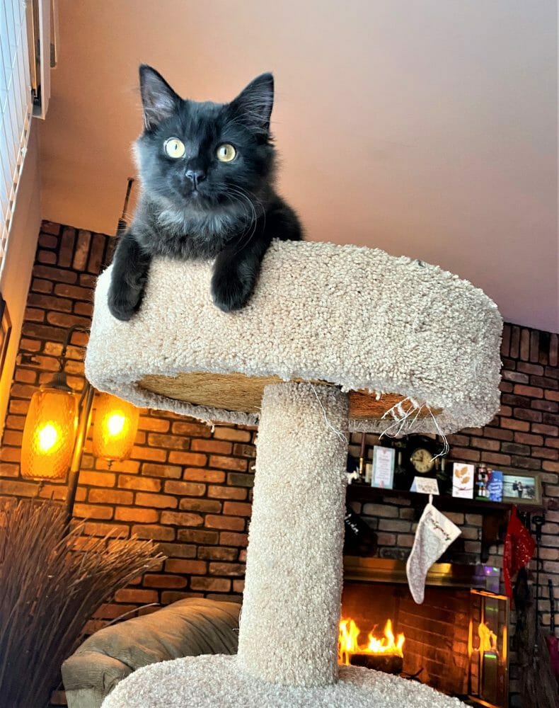 cute cat photo contest winner cianna sage black cat mar 2022