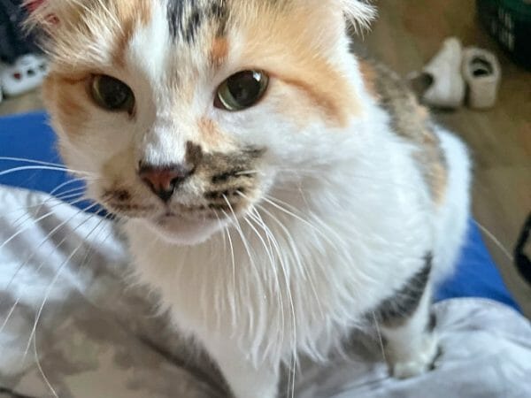 cute cat photo contest winner clover calico apr 2023