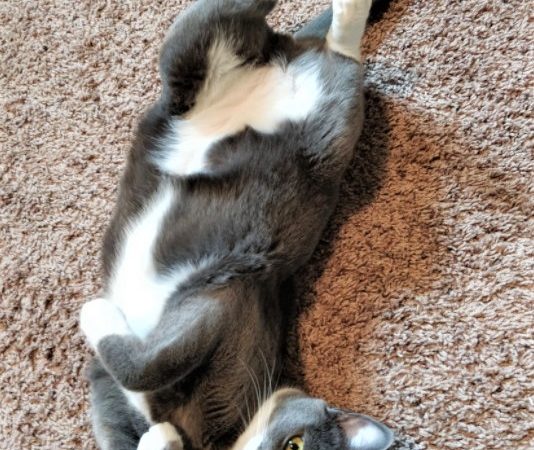 cute cat photo contest winner gray tuxedo cat link oct 2021