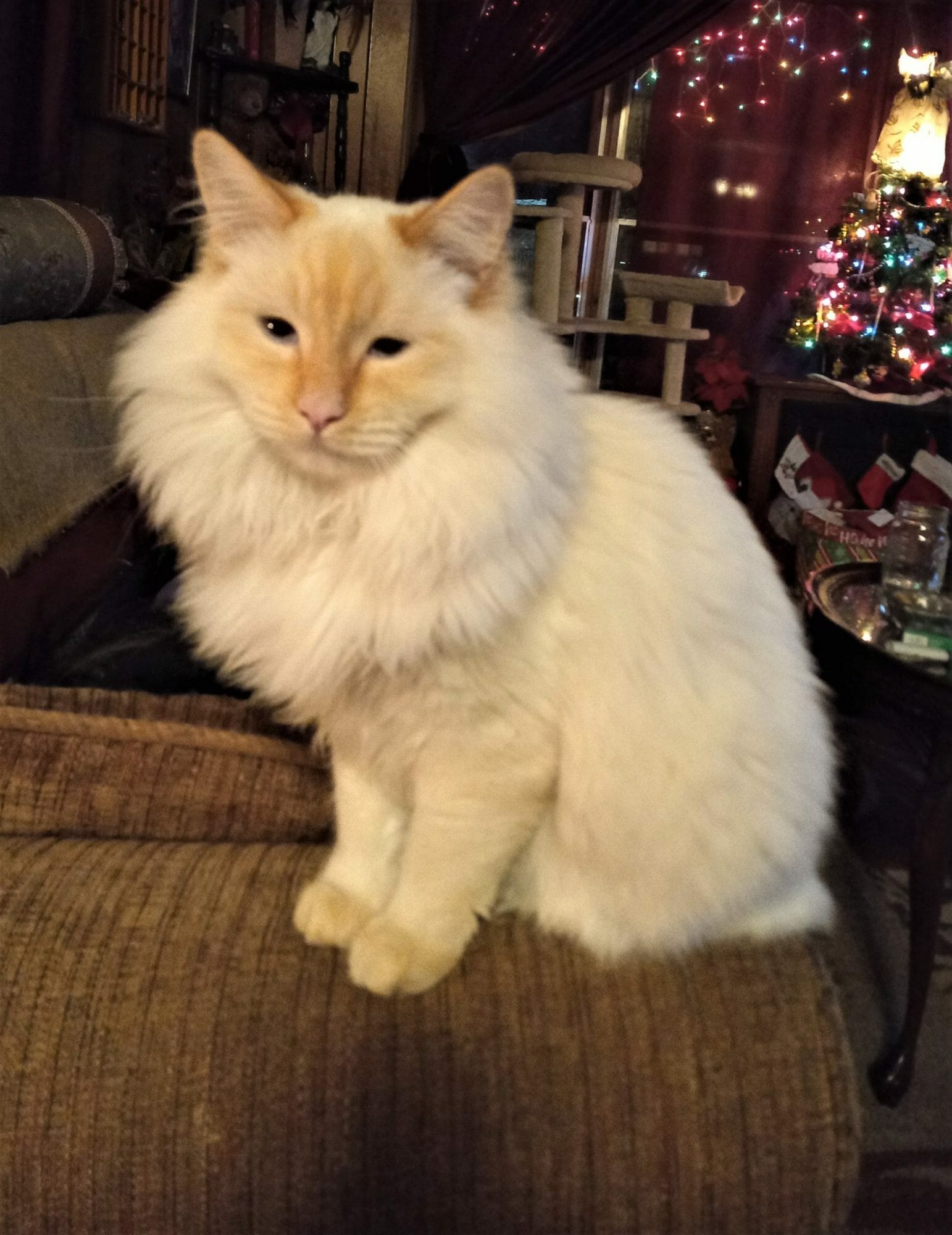 Jax Is Our $100 Winner for April 2022! - Flame Point Siamese