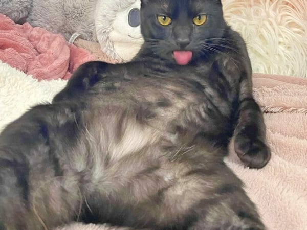 cute cat photo contest winner jet black cat mar 2023