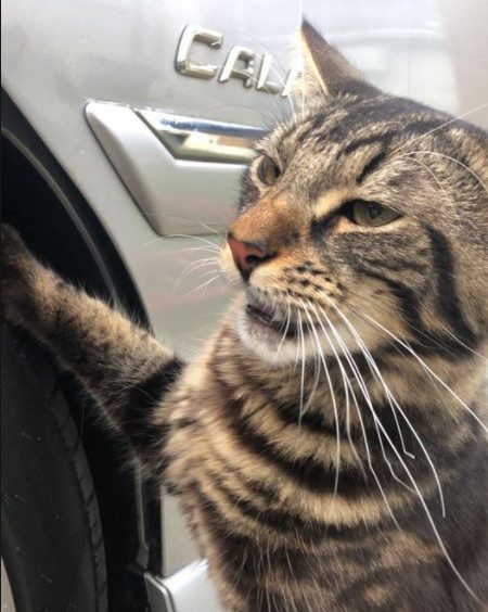 cute cat photo contest winner mackerel tabby meow meow feb 2021