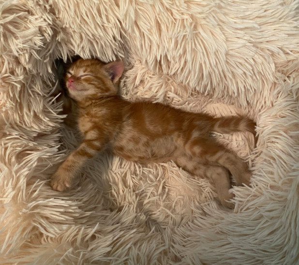cute cat photo contest winner orange tabby ani may 2021
