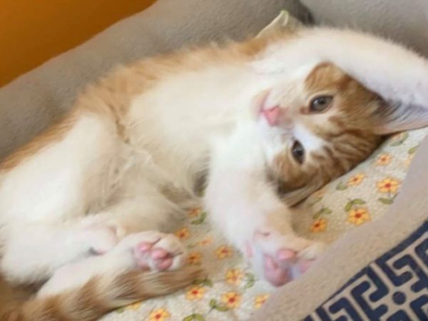 cute cat photo contest winner orange tabby hobbes apr 2021