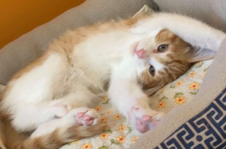 cute cat photo contest winner orange tabby hobbes apr 2021