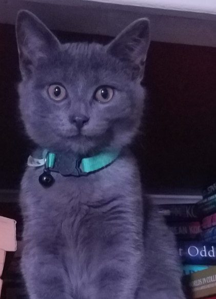 cute cat photo contest winner russian blue gary dec 2020