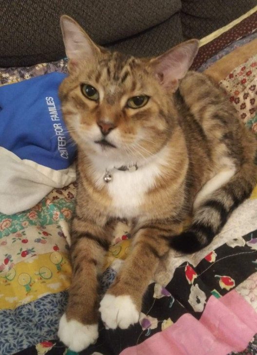 cute cat photo contest winner tabby cat jordan mar 2021