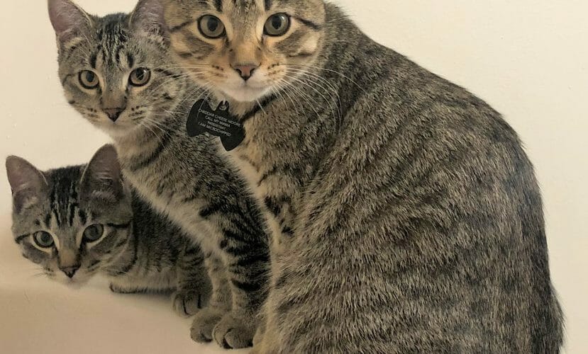 cute cat photo contest winners cheddar snuggles and scar mackerel tabby cats dec 2021