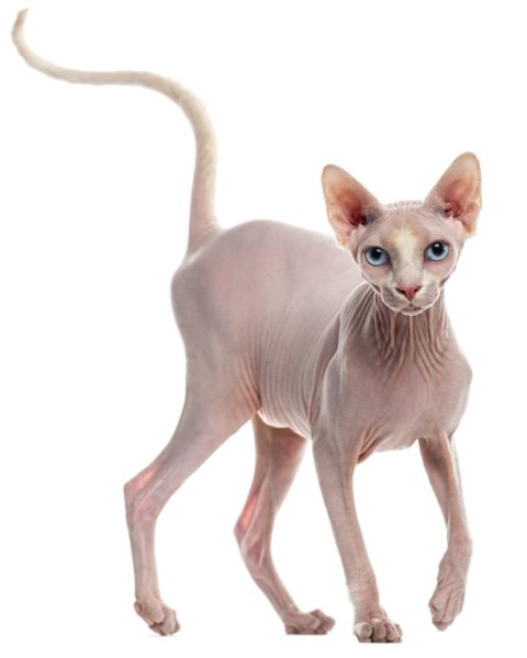 cute sphynx cat - hairless sphynx cat