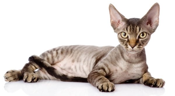 devon rex cat - devon rex colors