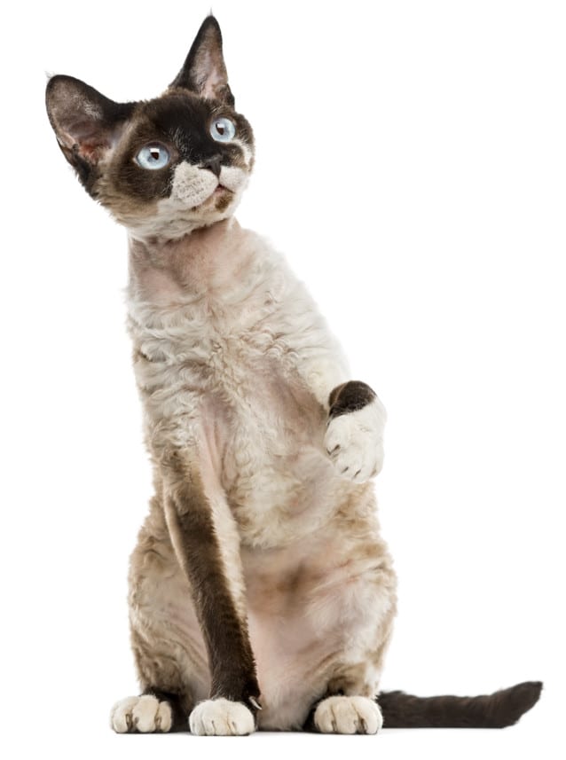 devon rex cats - devon rex cat breed