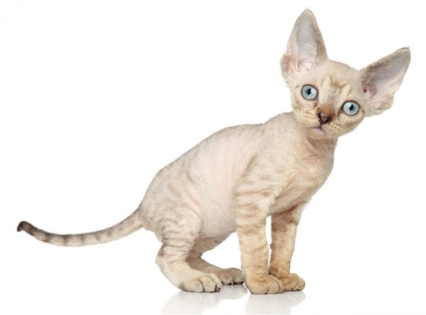 Devon store rex facts