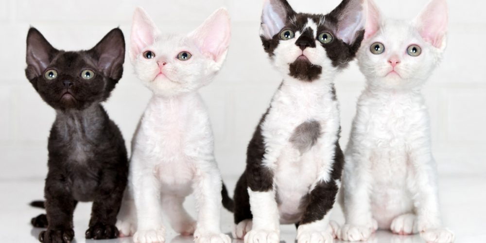 devon rex kittens - devon rex kitten