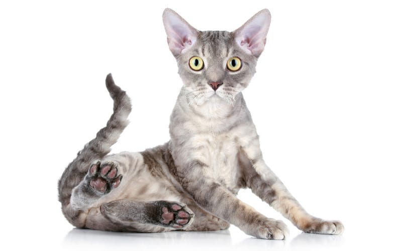 devon rex - devon rex cat