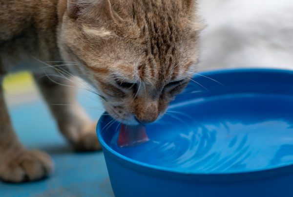 Diabetes in Cats