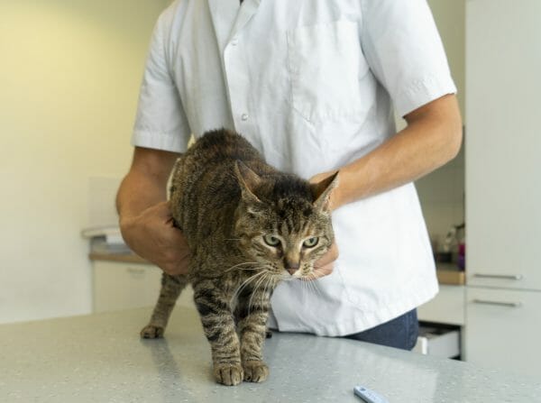 end stage ibd in cats - ibd in cats symptoms