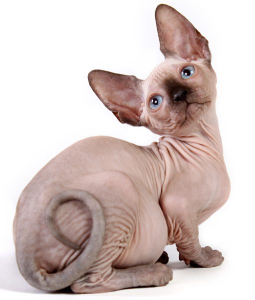 Chubby 2024 hairless cat